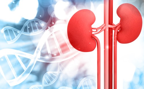 Graphic of kidneys with DNA in background